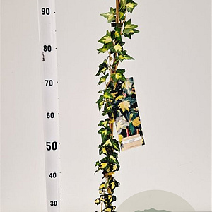 Hedera hel. 'Goldheart' 70-80 cm rozenpot 2L
