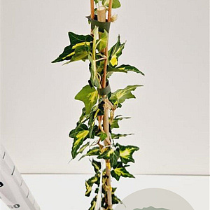 Hedera hel. 'Goldheart' 70-80 cm rozenpot 2L