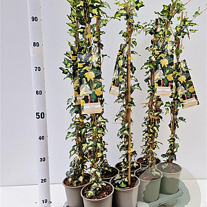 Hedera hel. 'Goldheart' 70-80 cm rozenpot 2L