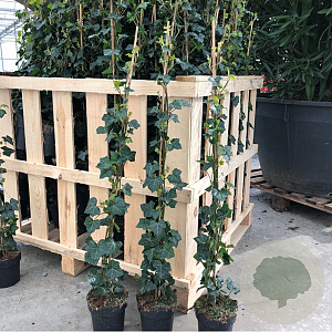 Hedera hibernica 80-100 cm C1.5