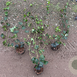 Hedera hibernica 80-100 cm C1.5