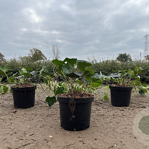 Hedera hibernica 80-100 cm C1.5