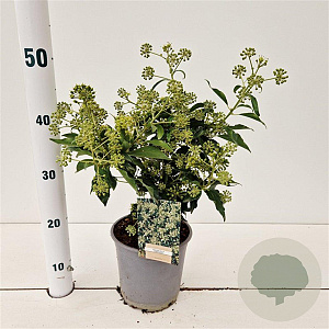 Hedera hel. 'Zorgvlied' 20-30 cm 2,5L