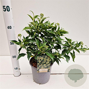 Hedera hel. 'Zorgvlied' 20-30 cm 2,5L