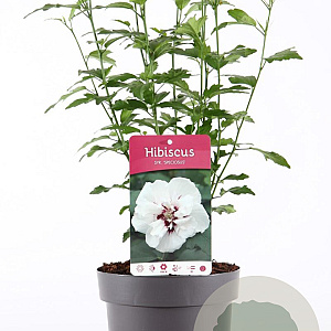 Hibiscus syr. 'Speciosus' 40-50 cm 3,0L