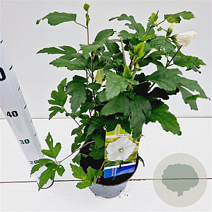 Hibiscus syr. 'Totus Albus' 40-50 cm 3,0L