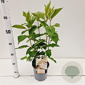Hydrangea pan. 'Levana' 30-40 cm 2,5L