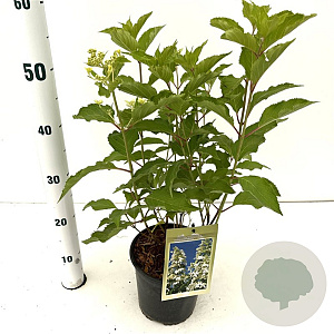Hydrangea pan. 'Levana' 40-50 cm 2,5L