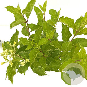 Hydrangea pan. 'Levana' 40-50 cm 2,5L