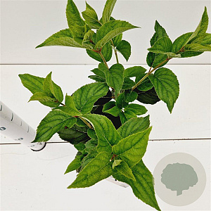 Hydrangea pan. 'White Lady' 30-40 cm 2,5L