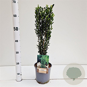 Ilex crenata 'Fastigiata' 40-50 cm 2,5L