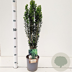 Ilex crenata 'Fastigiata' 40-50 cm 2,5L