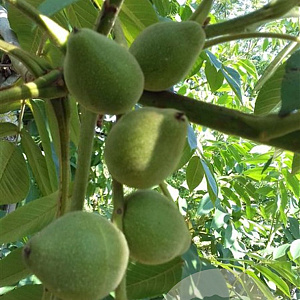 Juglans ailant. 'Kalmar' 30 cm op 6L