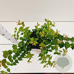 Kolkwitzia amabilis 'Pink Cloud' 30-40 cm 2,5L