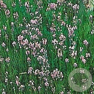 Lavandula ang. 'Rosea' GM P9