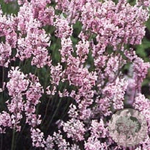 Lavandula ang. 'Rosea' GM P9