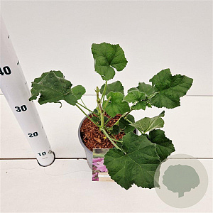 Lavatera 'Rosea' GM 2,5L