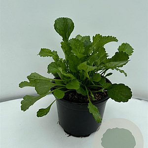 Leucanthemum vulgare 'Maikönigin' GM 2,0L