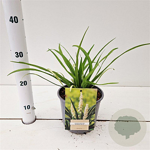 Liriope muscari 'Monroe White' 20-25 cm 2,0L