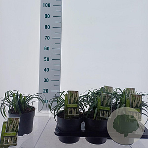 Liriope muscari 'Monroe White' 20-25 cm 2,0L