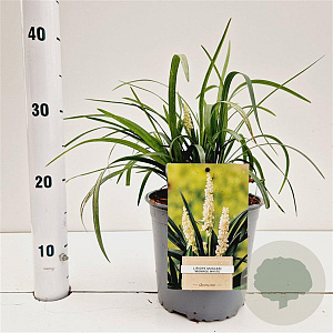 Liriope muscari 'Monroe White' 20-25 cm 2,0L