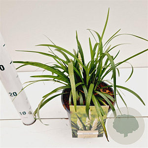 Liriope muscari 'Monroe White' 20-25 cm 2,0L