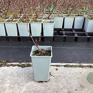 Lonicera c. 'Aurora' 30-40 cm C1.5