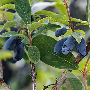 Lonicera c. 'Boreal Beauty' 40-60 cm 2,0L