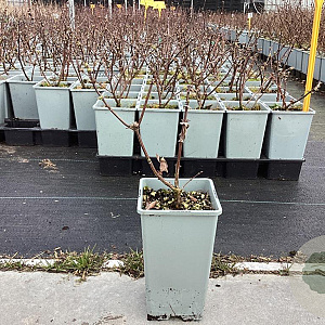 Lonicera c. 'Boreal Blizzard' plantgoed C1.5