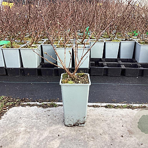 Lonicera c. 'Wojtek' 20-40 cm C1.5