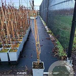 Lycium barbarum 50-60 cm C1.5