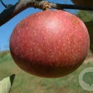 Malus d. 'Dabinett' 150-175 cm wortelgoed