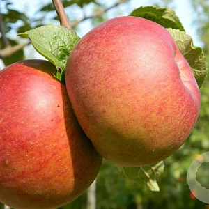 Malus d. 'Doucette' 150-175 cm 10L