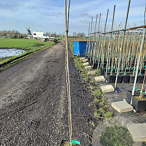 Malus d. 'Summerred' 175-200 cm 10L