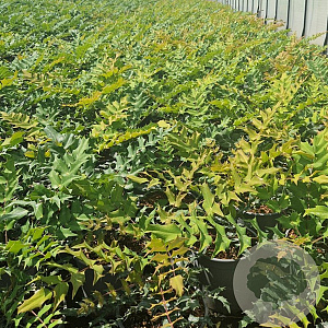 Mahonia media 'Charity' 30-40 cm 2,5L