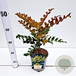 Mahonia media 'Charity' 30-40 cm 2,5L