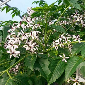 Melia azedarach 180-200 cm 12L spil