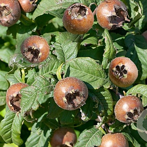 Mespilus g. 'Bredase Reus' 150-175 cm 10L
