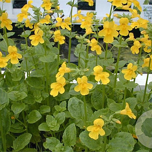 Mimulus luteus GM P9 leverbaar