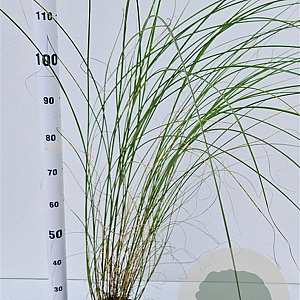 Miscanthus sin. 'Gracillimus' 40-50 cm 2,5L