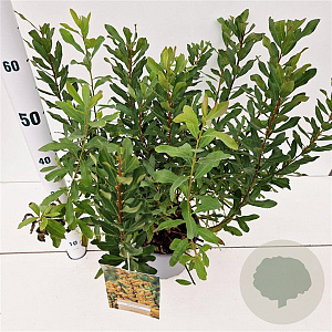 Myrica gale 30-40 cm 3,0L