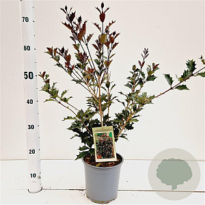 Osmanthus heter. 'Purpureus' 25-30 cm 2,5L