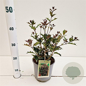 Osmanthus heter. 'Purpureus' 25-30 cm 2,5L