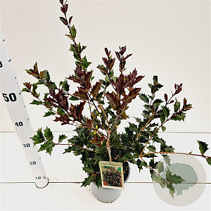 Osmanthus heter. 'Purpureus' 25-30 cm 2,5L