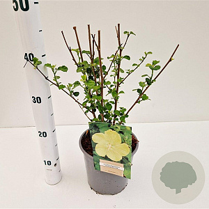 Pavonia praemorsa 20-30 cm 2,5L