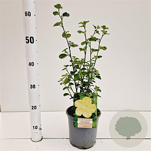 Pavonia praemorsa 20-30 cm 2,5L