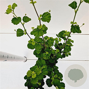 Pavonia praemorsa 40-50 cm 2,5L