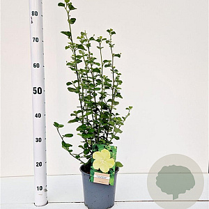 Pavonia praemorsa 40-50 cm 2,5L