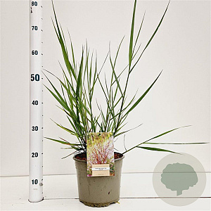 Panicum virgatum 'Squaw' 30-40 cm 4,0L