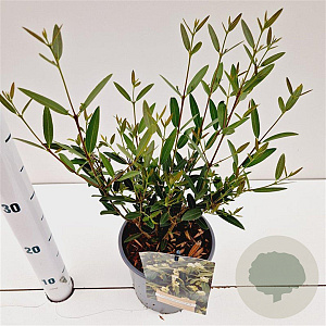 Phillyrea angustifolia 40-50 cm 2,5L